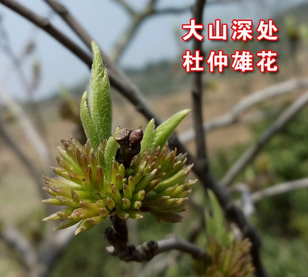 云南杜仲雄花泡水、100至250克