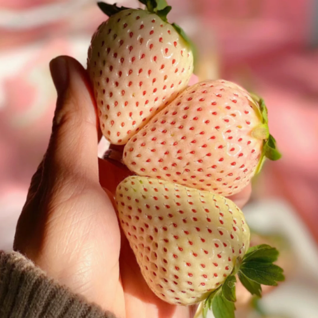 淡雪草莓（箱）大果