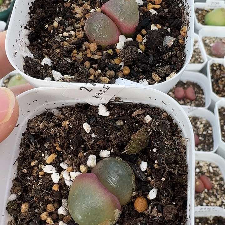 老马生石花双头灯泡2138