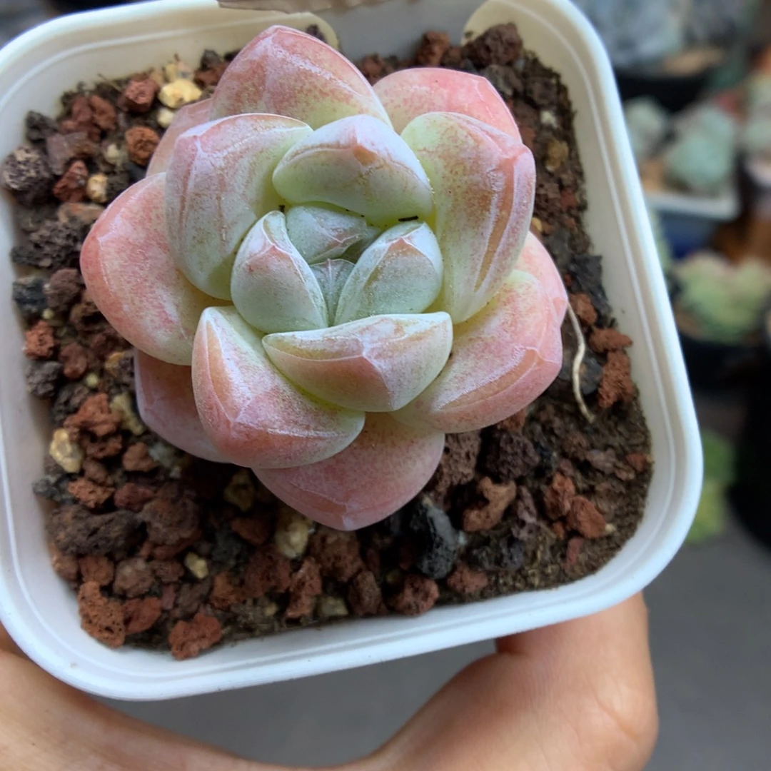 4琥珀冰玉多肉植物