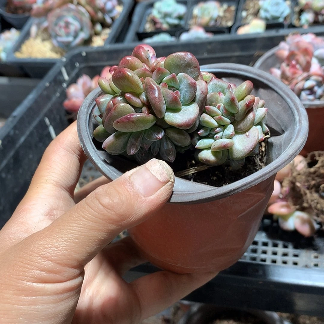 雨荷哈哈哈哈哈哈