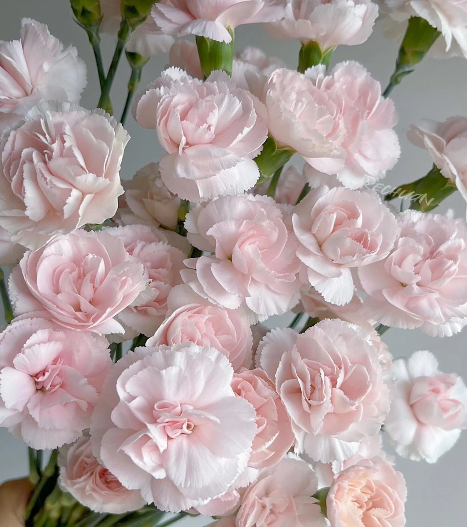 樱花多丁康乃馨嫩粉水粉色鲜花水培水养
