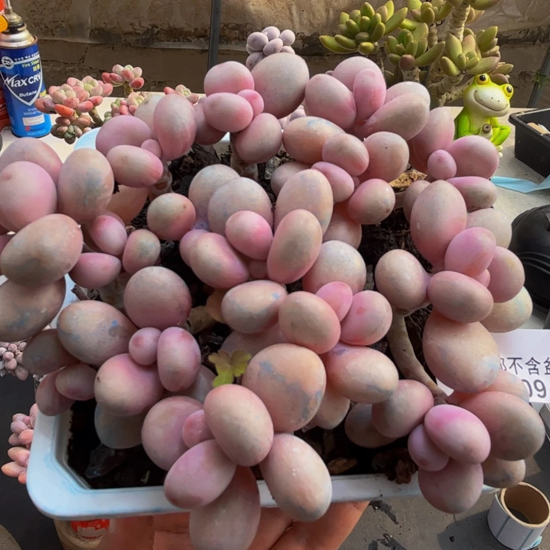 009/12cm糖果桃蛋多肉植物