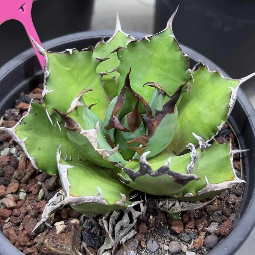 姬仁一物一拍偏远不包邮不退不换