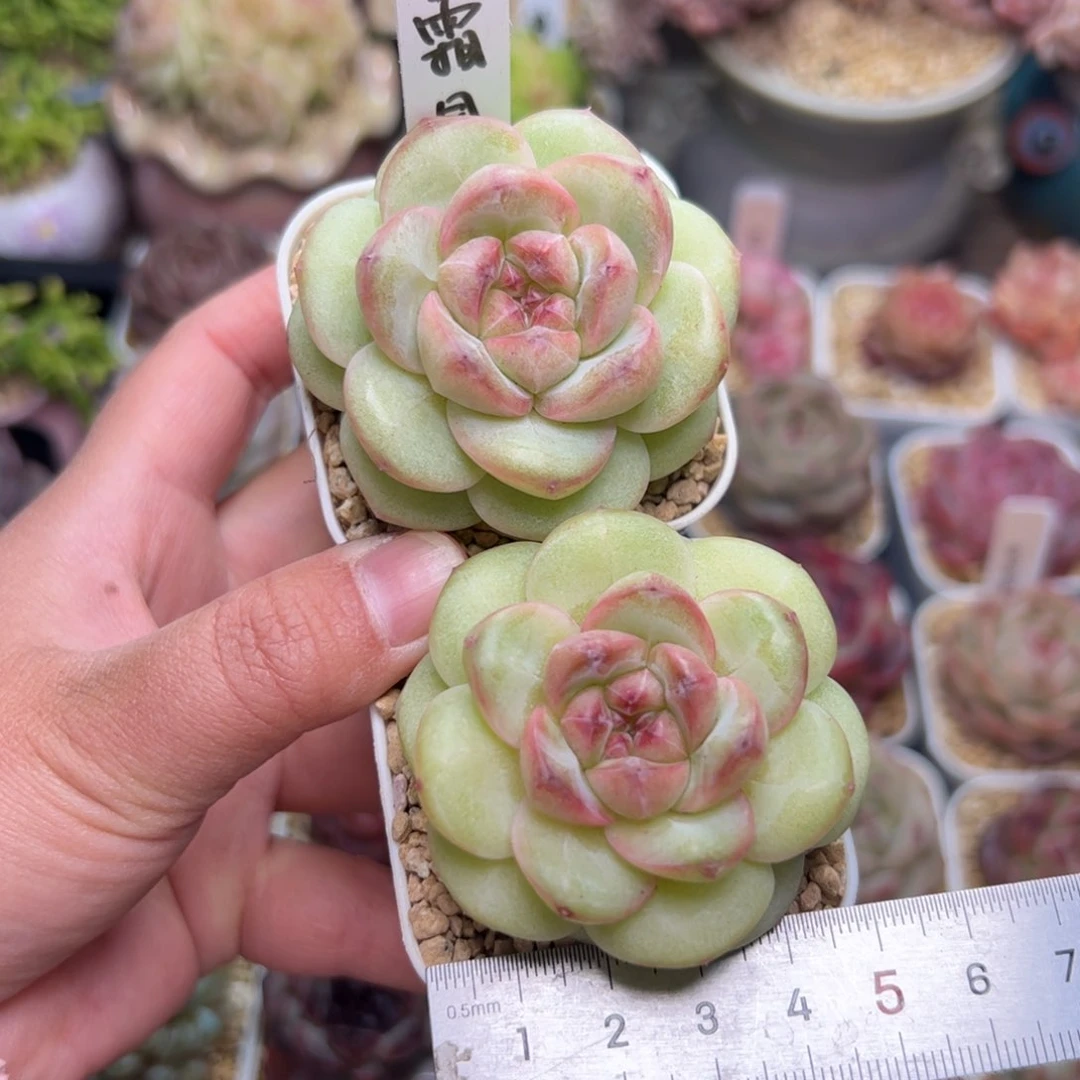 佳*玲334多肉植物组合盆栽