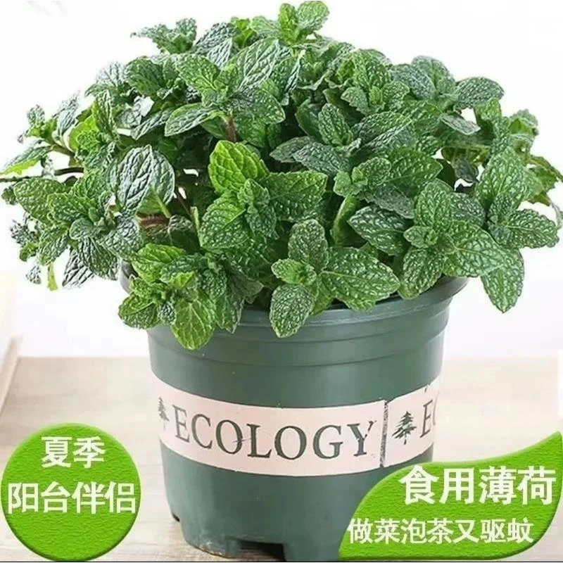 可食用薄荷盆栽泡茶四季常青留兰香新鲜薄荷叶室内驱蚊植物绿植
