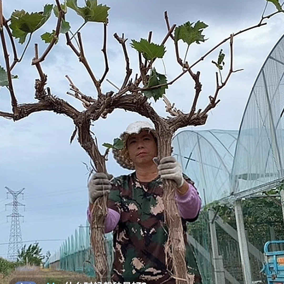 1庭院种植南北方种植阳光巨峰皇后夏黑月季庭院阳台家庭种植