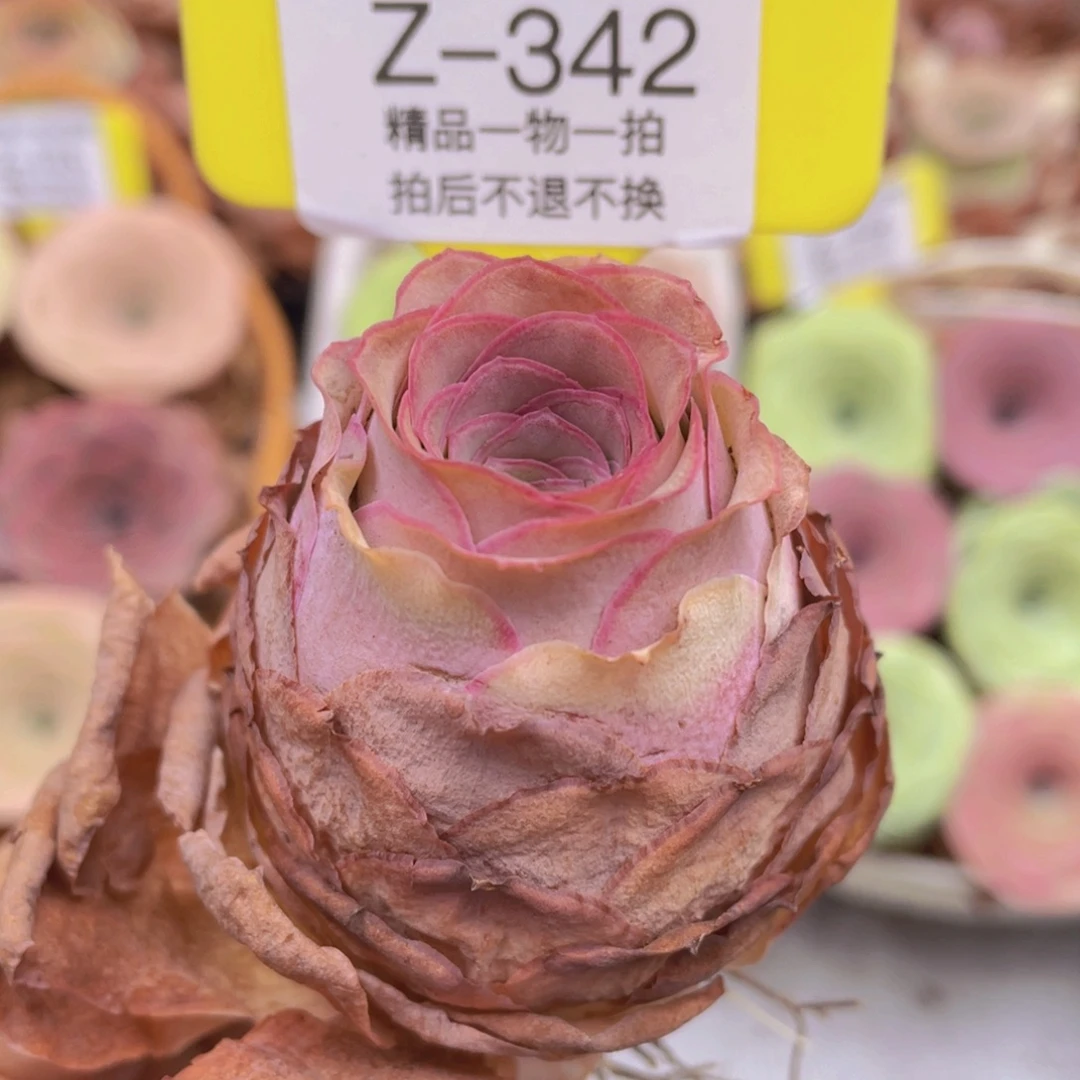 山地玫瑰Z342裸根发货不售后
