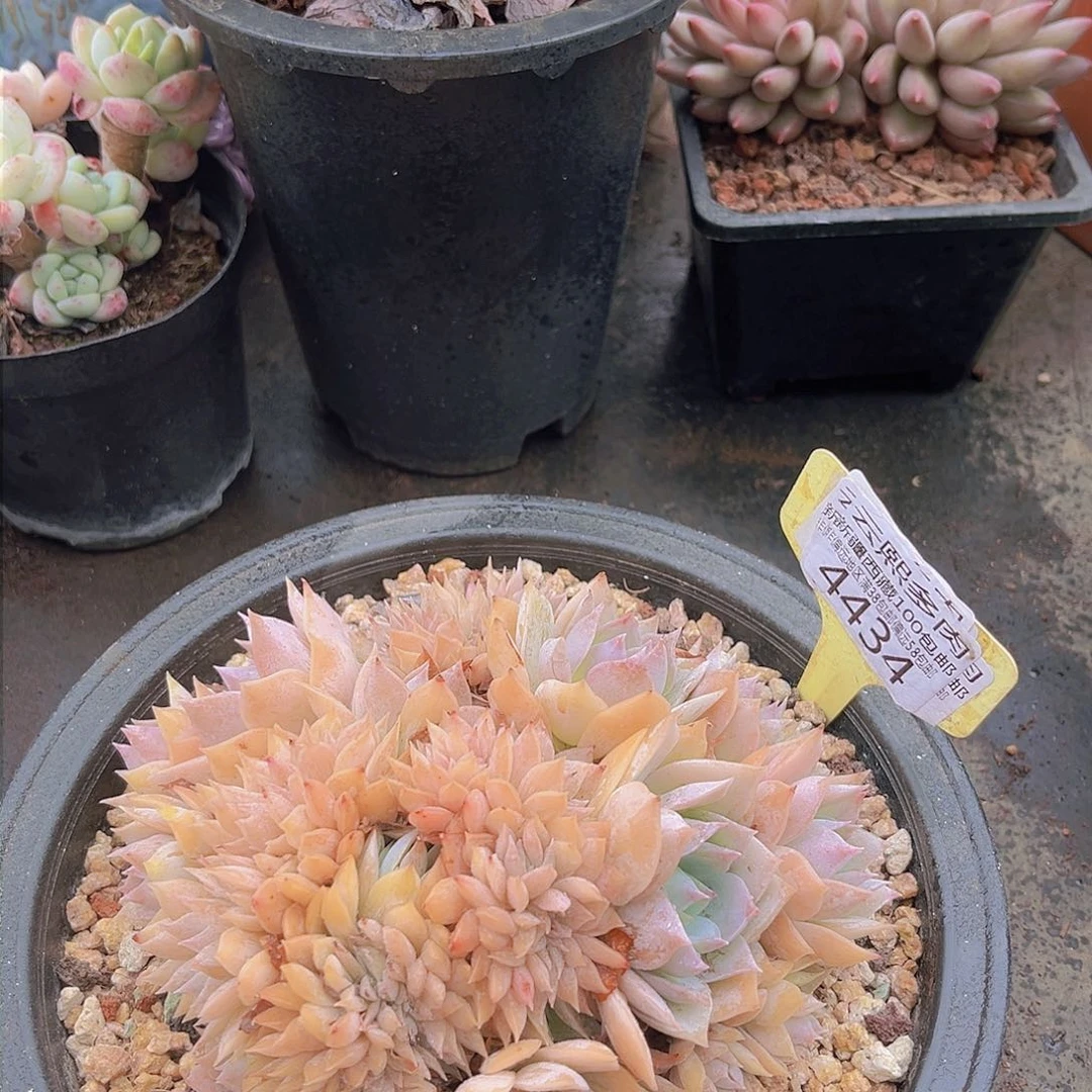 4434木樨甜心缀。