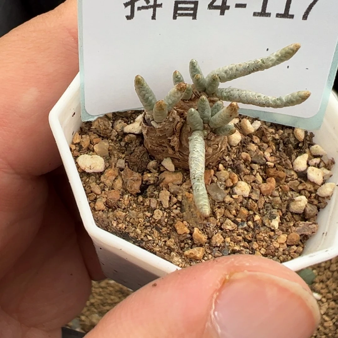 4-117韧锦多肉植物，带盆发