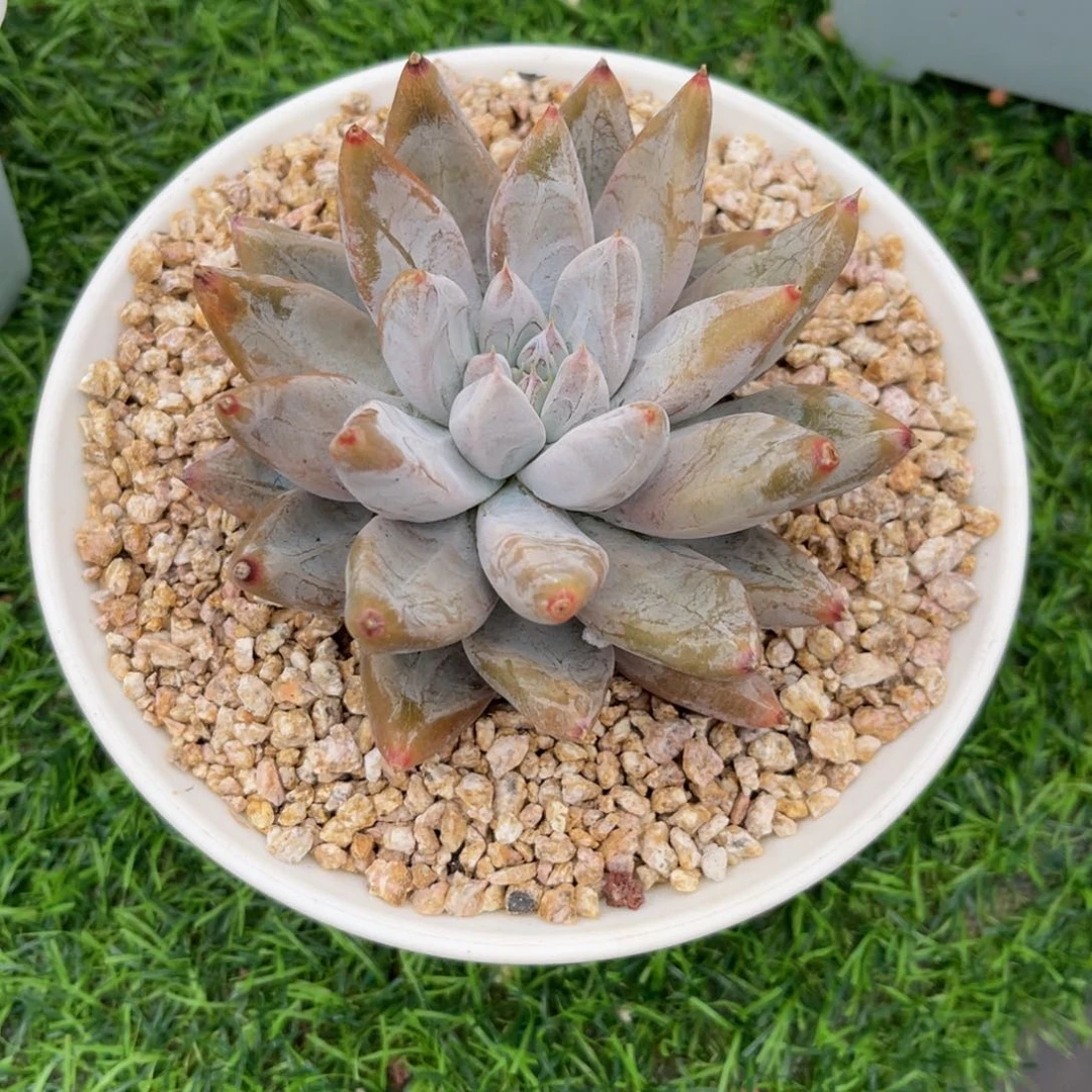 瑾***y杜，里 寄养。姐…………