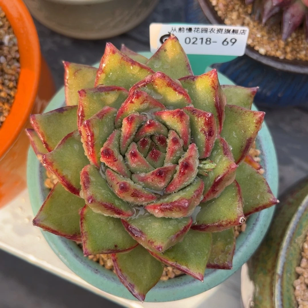 多肉一物一拍0218-69