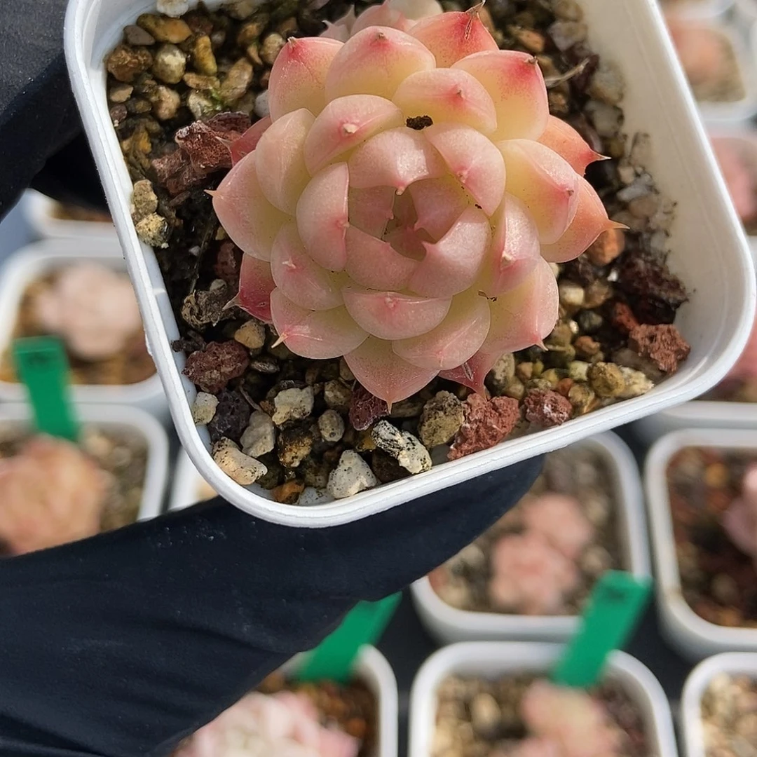 245  星宝精品多肉