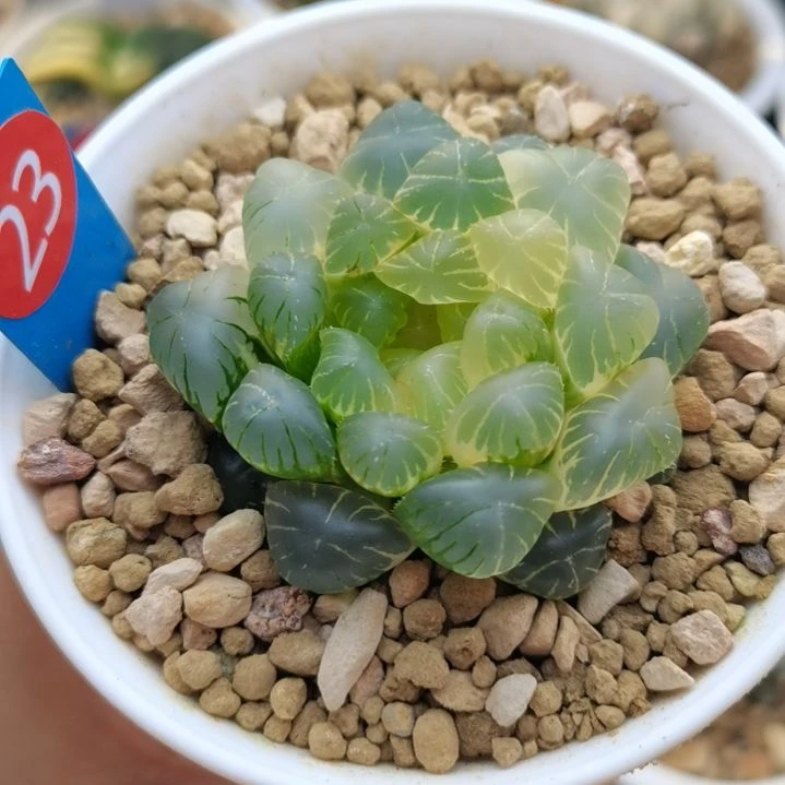 23号湖水实生玉露锦一物一拍带盆土发货