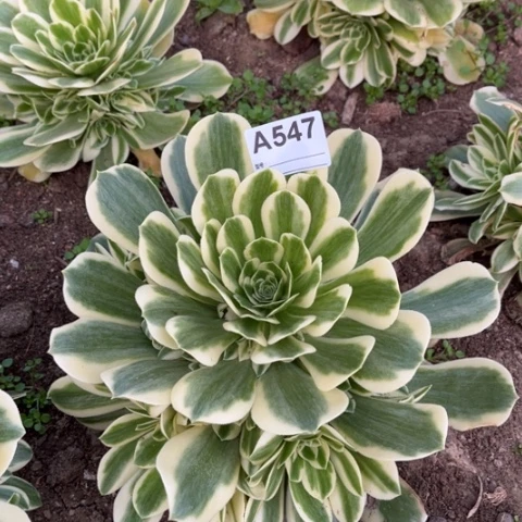 多肉植物迈巴赫捧花