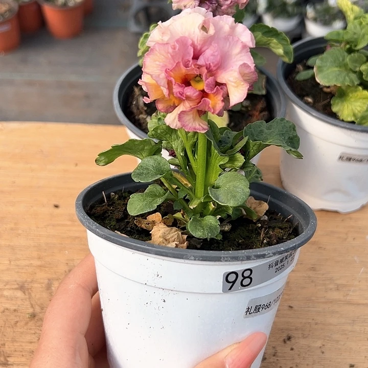 红陶迈****º抖音直播闪拍98