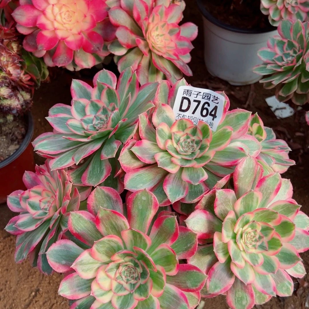 得***洋764福袋雨子多肉不售后