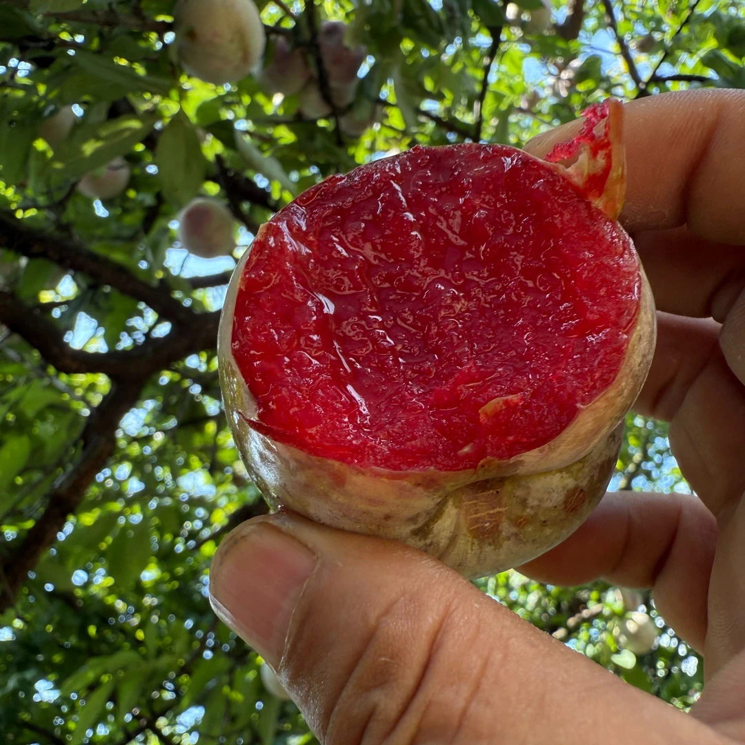 生态[红心李子]鲜甜多汁千岛湖原生态山区高山种植全程无农化