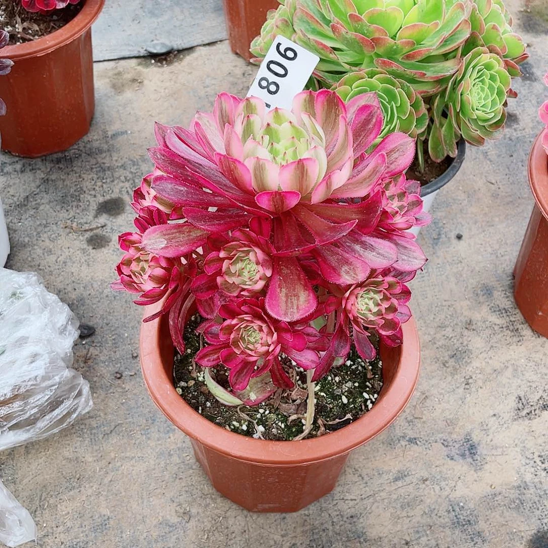 1806白月光福利给帅哥