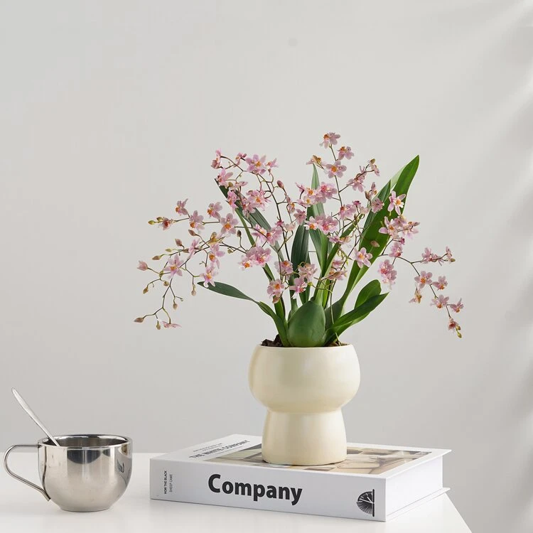 带冠军盆梦香兰奶香粉室内盆栽绿植开花更香大鳞茎好养喜文心花苞