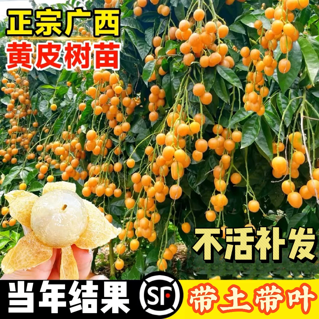 广西嫁接黑黄皮鸡心黄皮树苗无核紫肉黄皮树苗地栽盆栽南北方种植