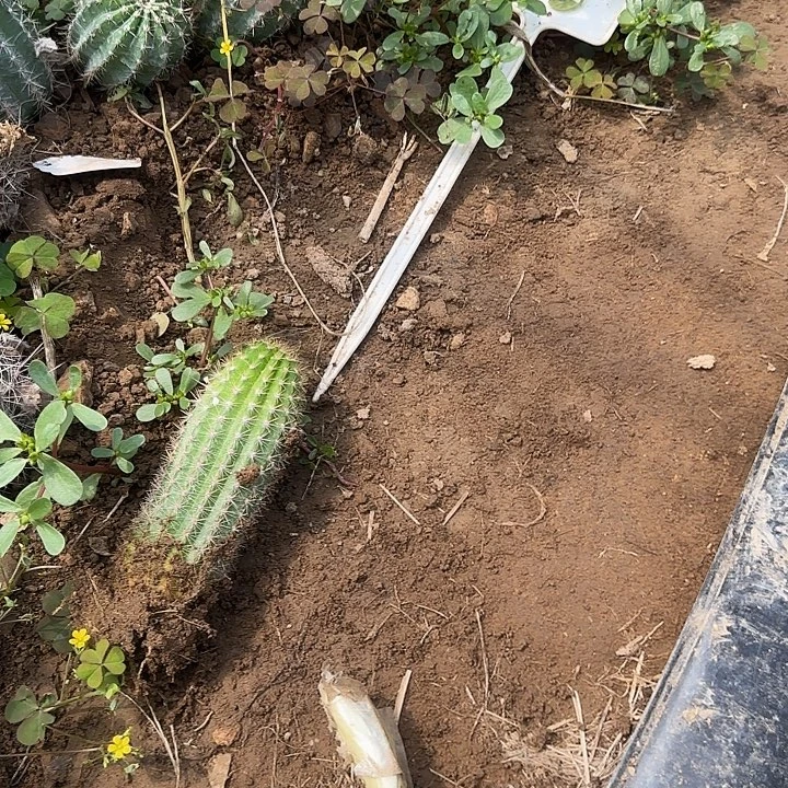 方***姐时光20的毛花柱毛花柱