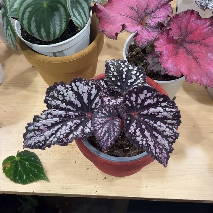 完全开放钻石秋海棠