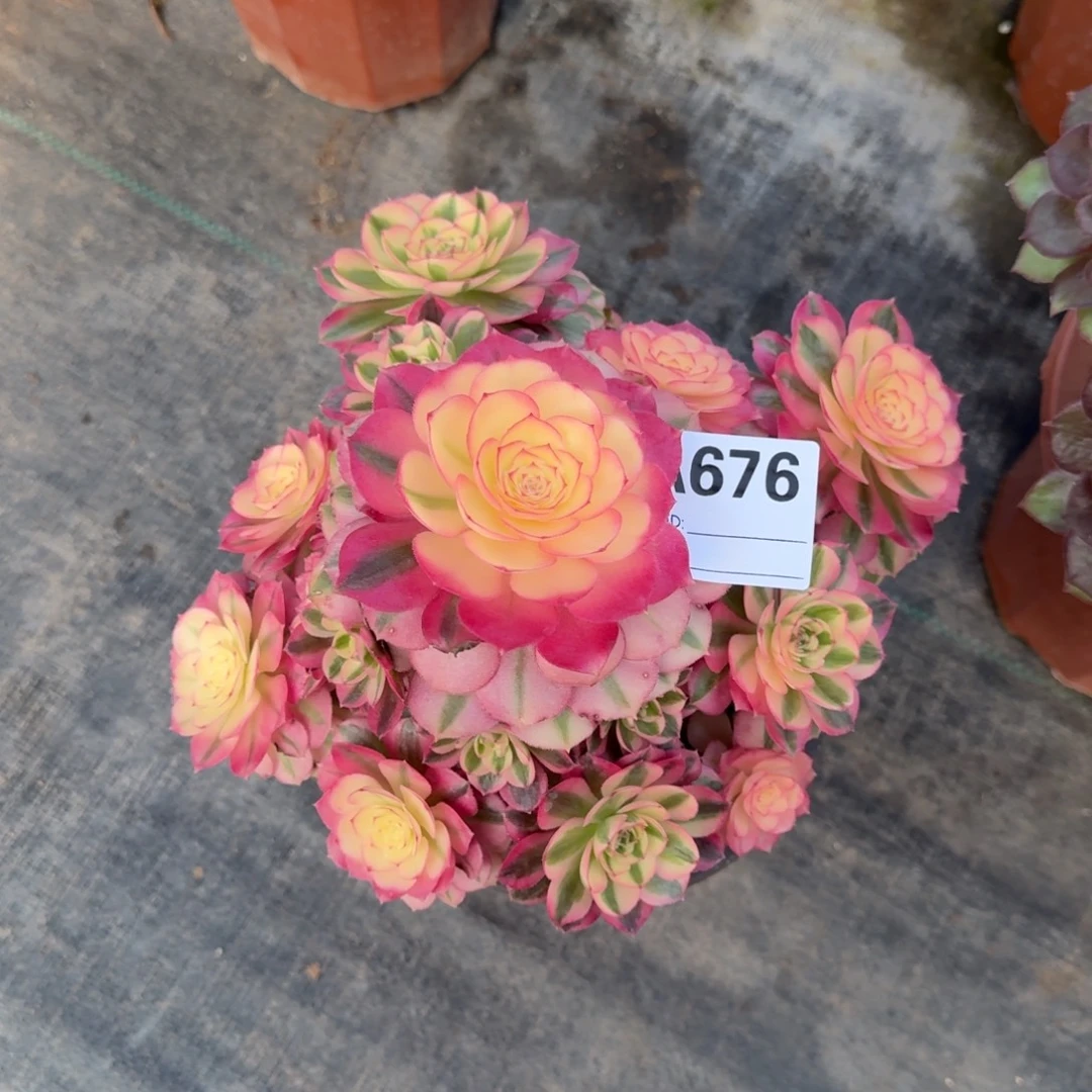 倾城多肉法师a676