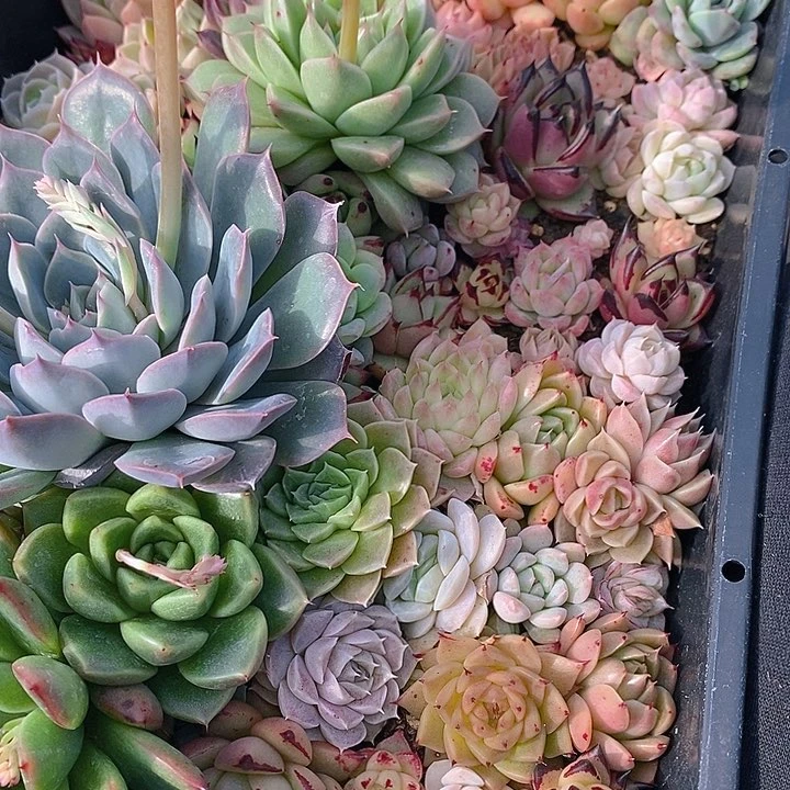 118 多肉植物盆栽花卉植物