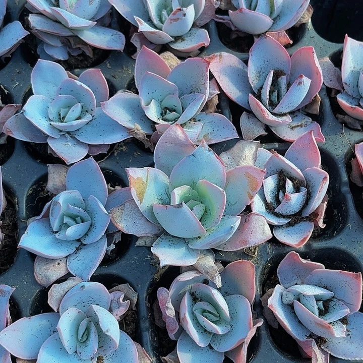 小广寒宫1元带土发