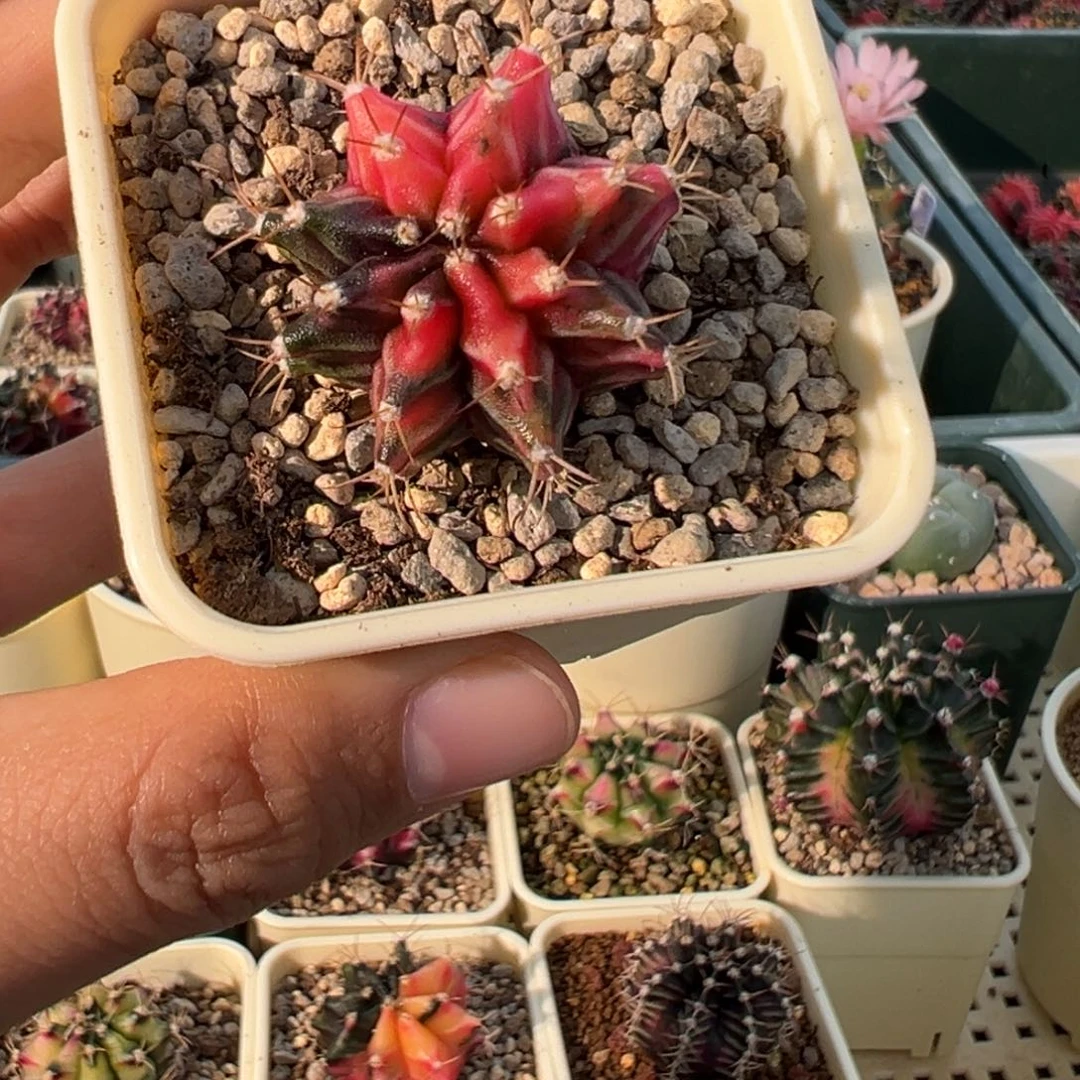605 好看的米哈冲冲冲