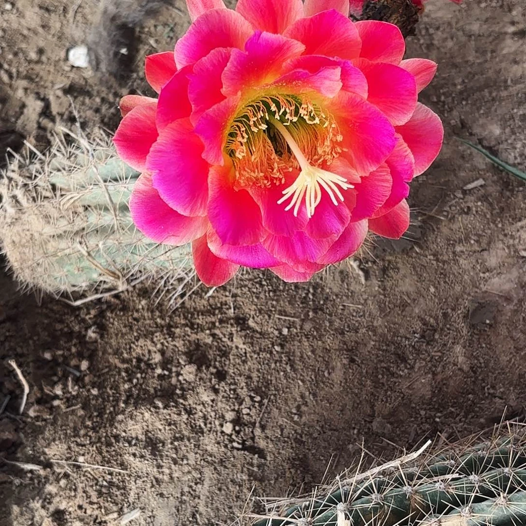 0138 毛花带根瑕疵