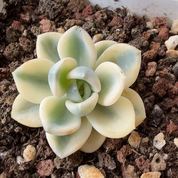 美尻锦，多肉植物。