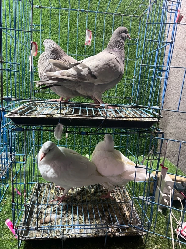 落地王鸽子四只 生鲜（以直播间为主）