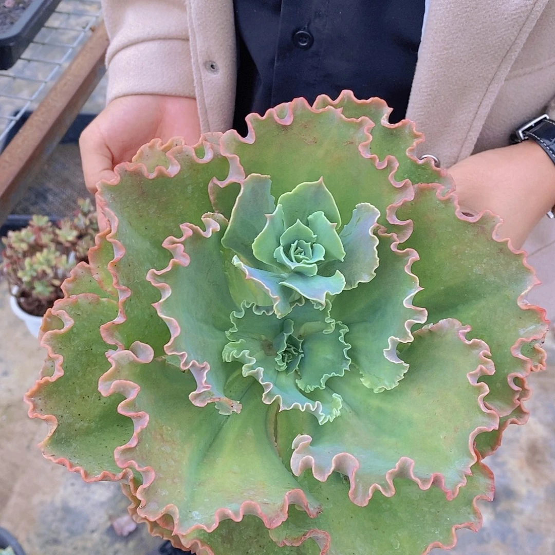 大单头大盆婚纱一盆