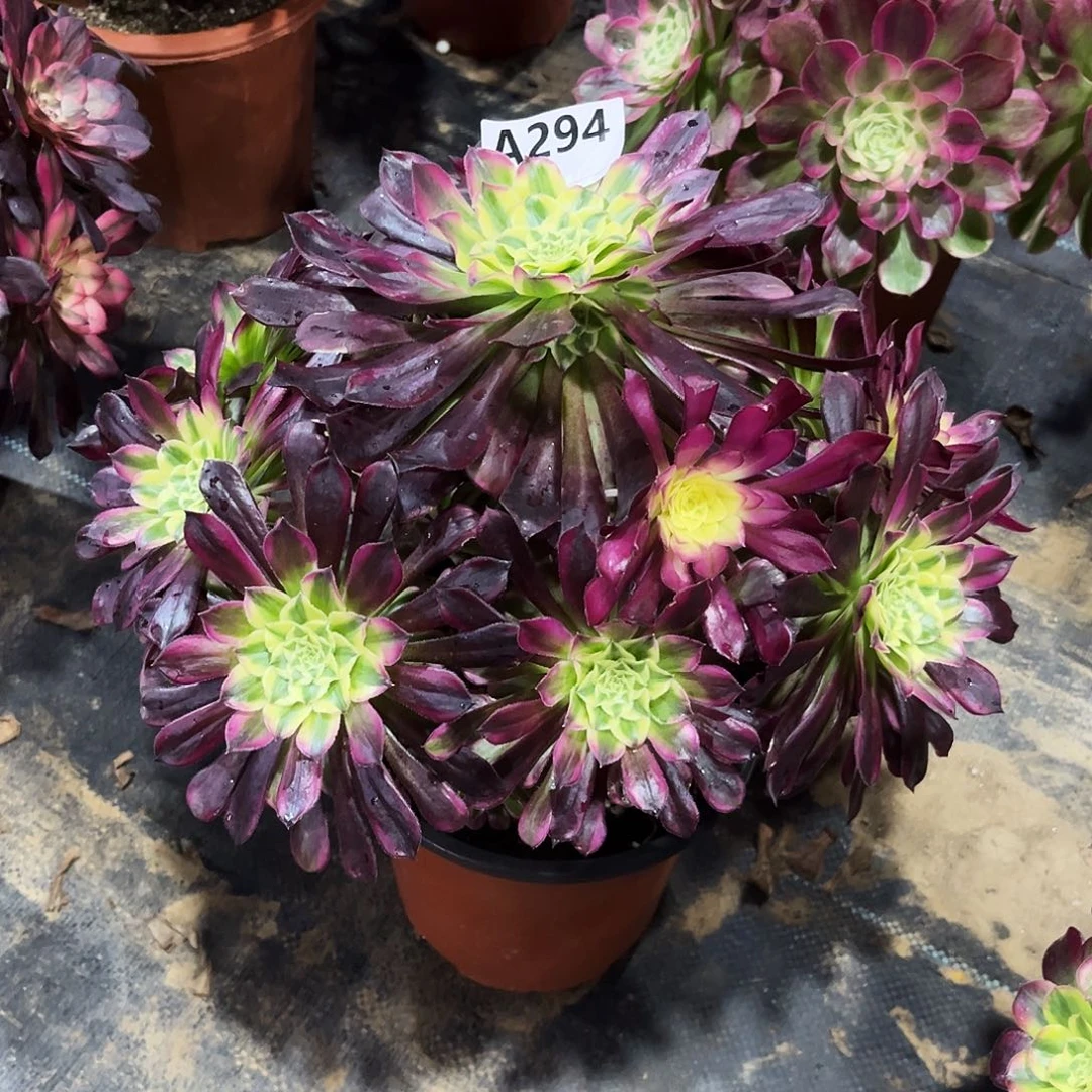 多肉植物天合294多肉