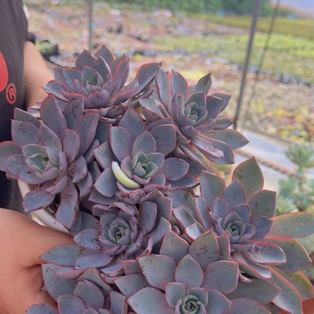 赫拉四头起发两盆，160杯