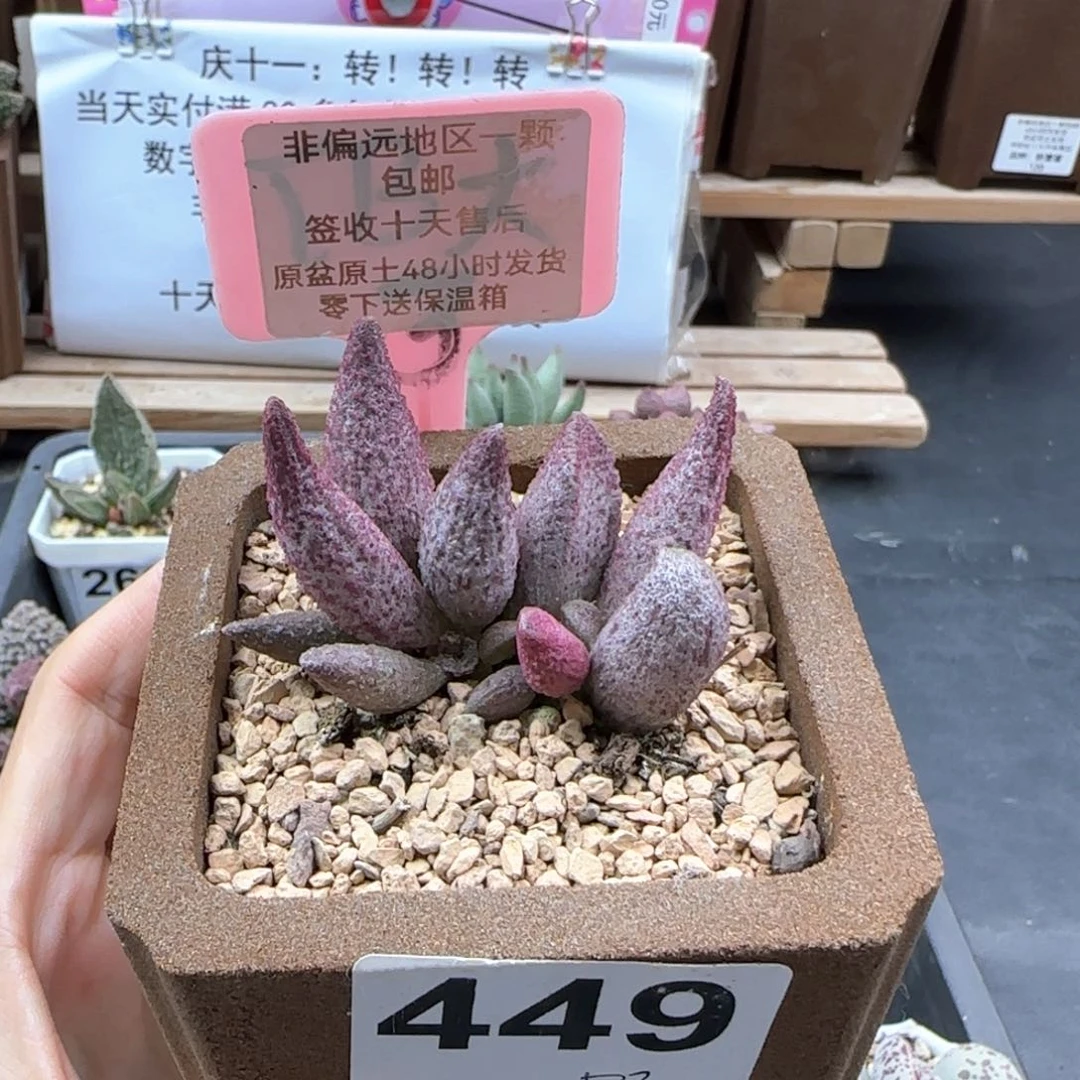 长**人449猪尾巴多肉植物