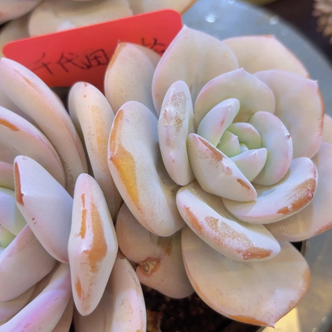 兔***酱我的小可爱们都好可爱