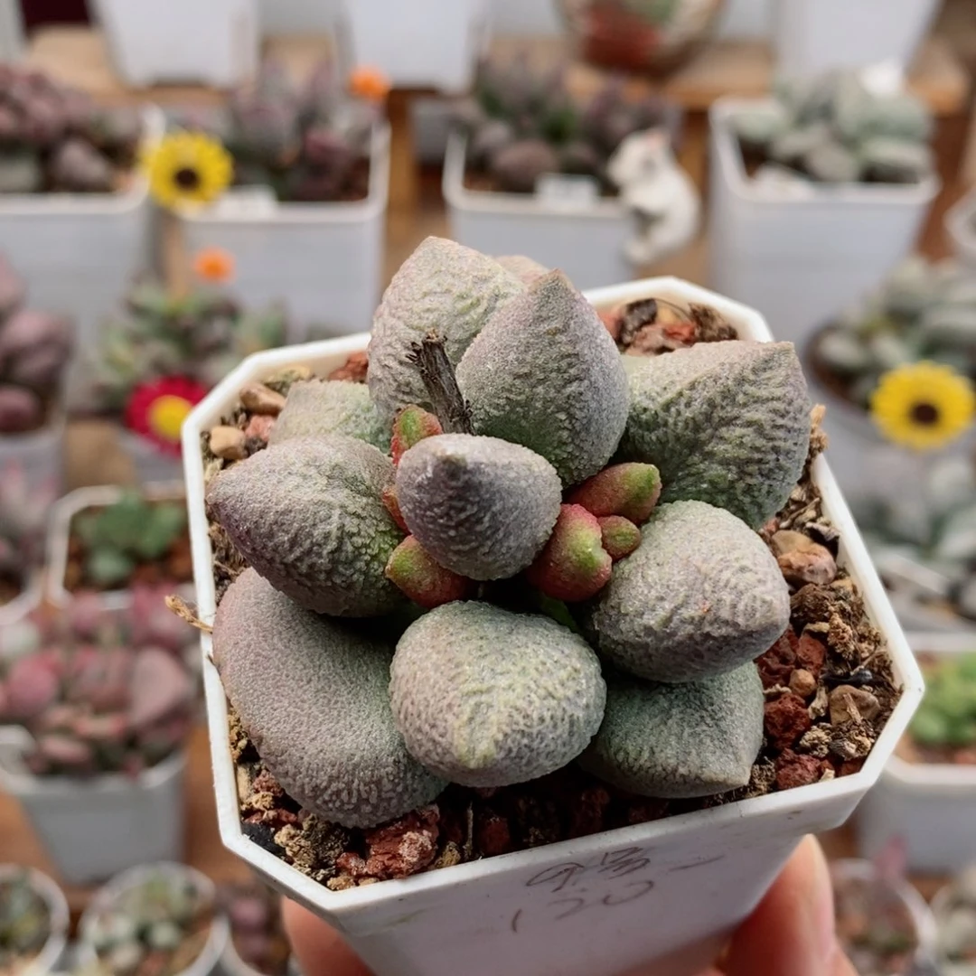 实生9号水泡多肉植物