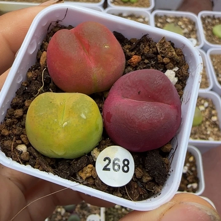 1.9-2.2cm多肉植物268