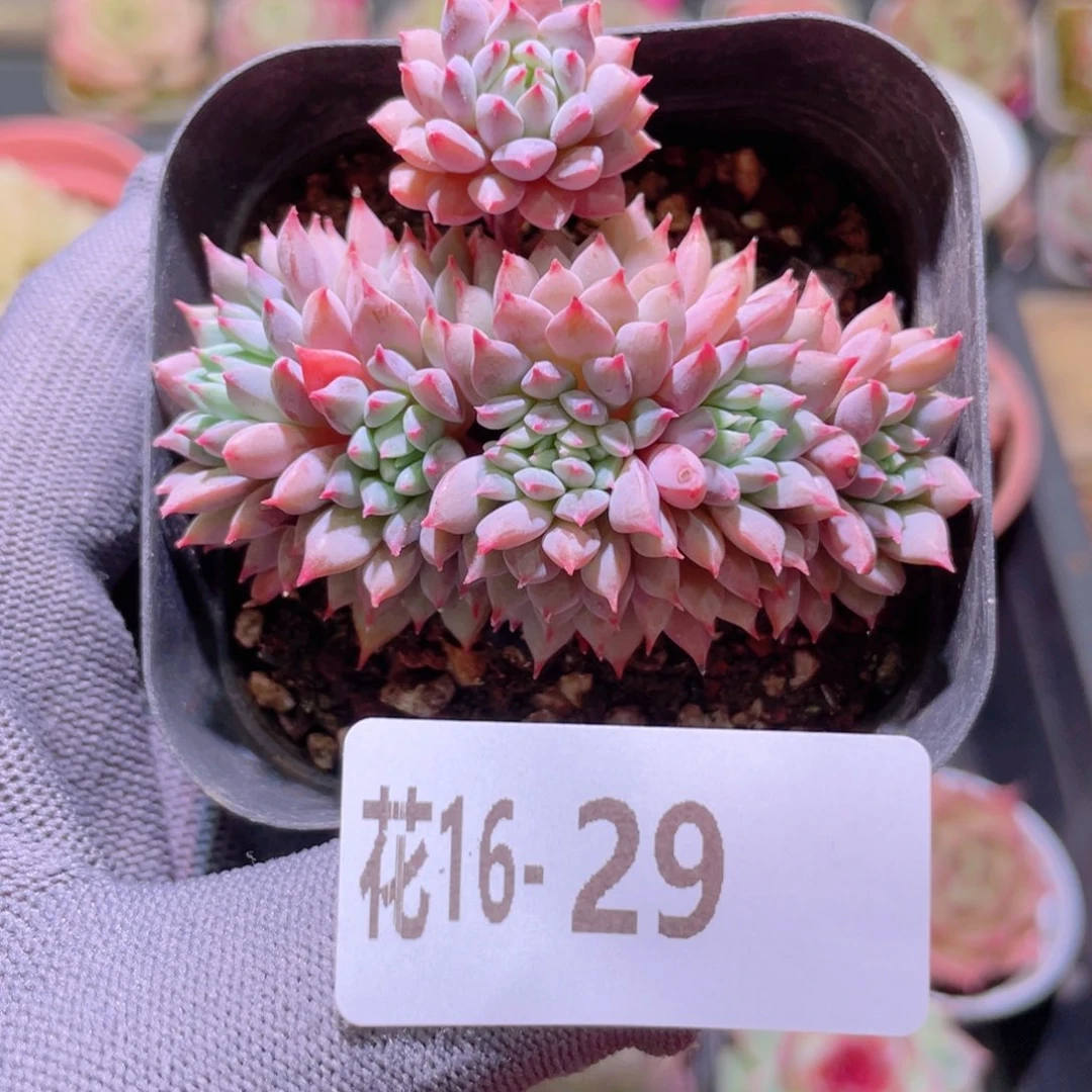 花利美16-29莱恩小精灵缀化