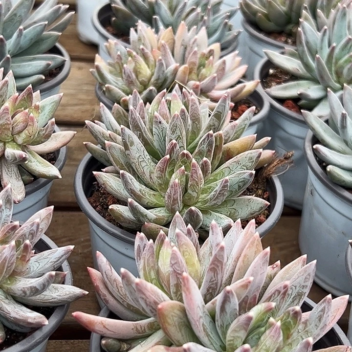 团025  多头        炫彩星