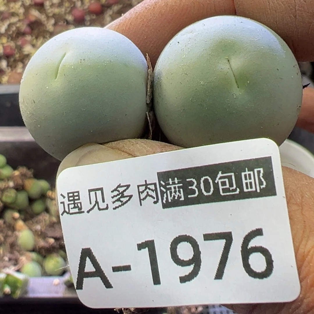 多肉植物111111111111111