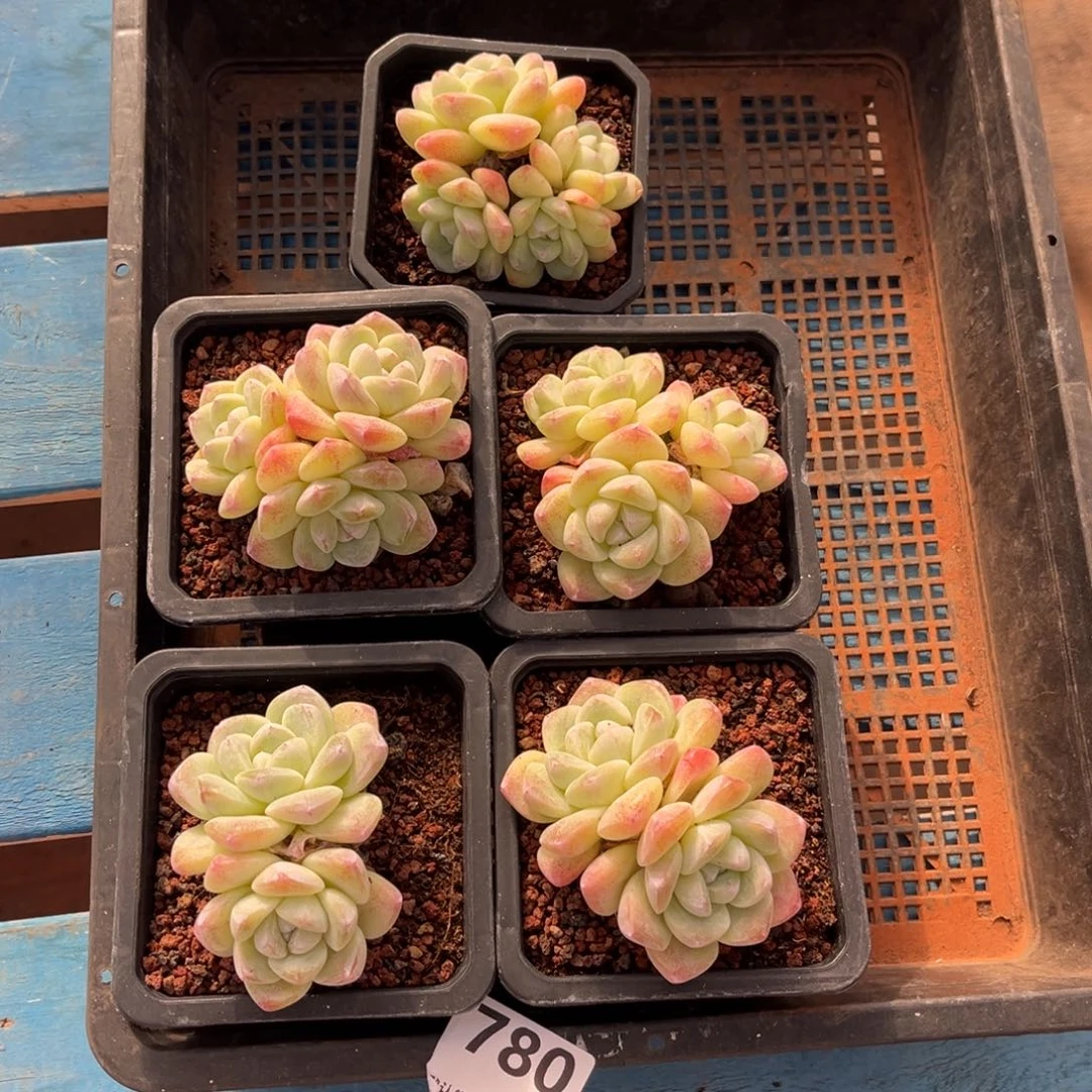 ****猹780号新疆西藏内蒙古不包邮