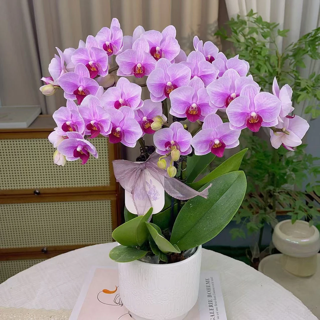 蝴蝶兰《宝贝》艺术组盆 带花带花苞 种植基地直发非常好养