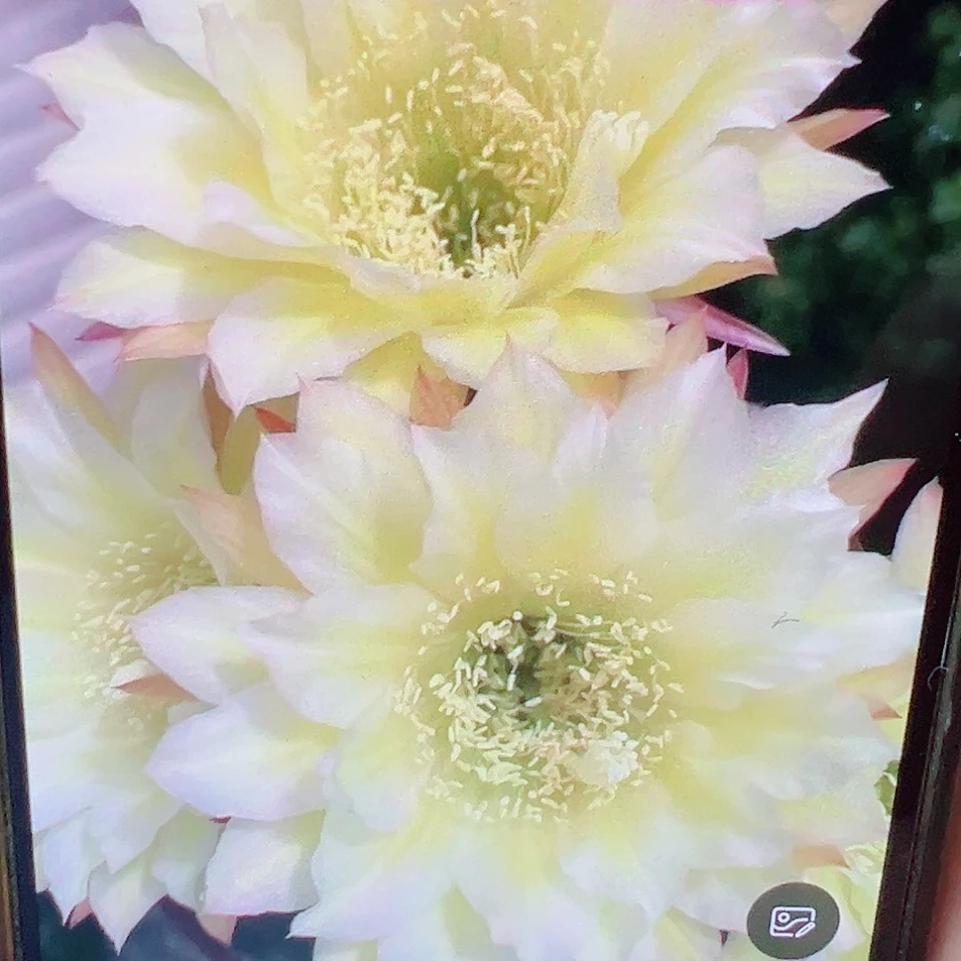 毛花柱 清晨 侧芽 满 20包邮