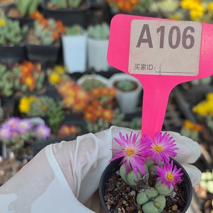 106哥哥哥哥哥哥哥发发个