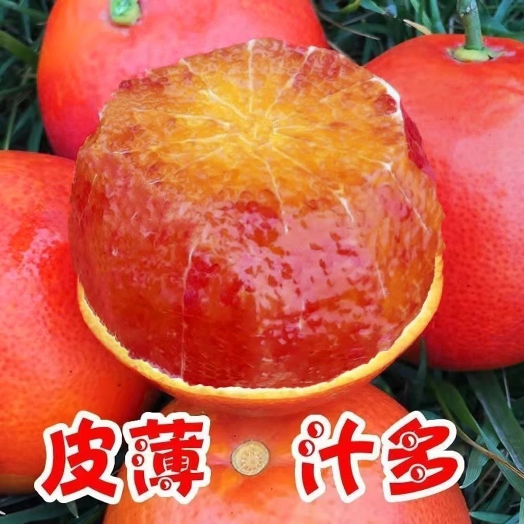 【新鲜血橙】四川塔罗科果冻血橙新鲜水果手剥橙孕妇资中冬天水果