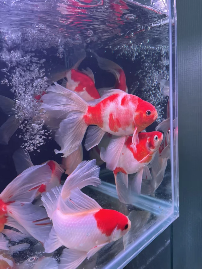 玉蝴蝶淡水好活好养蝴蝶鲤16-18CM